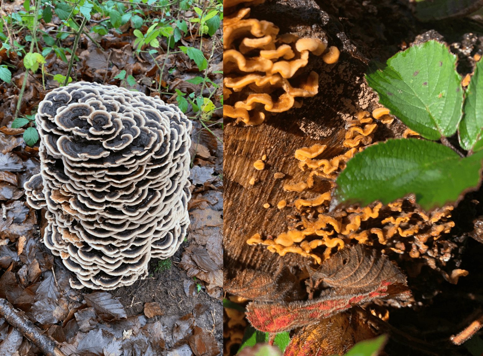 Mushrooms1_Corporate_images (1618 × 1195 px)