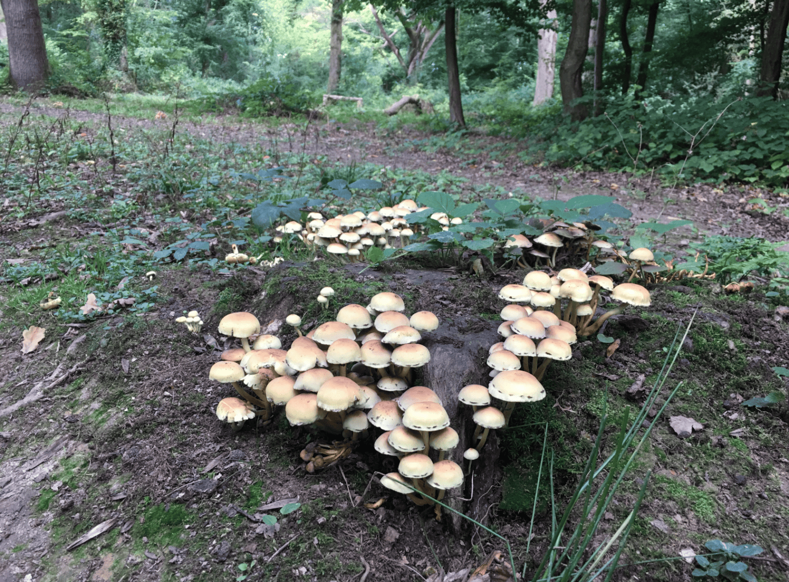 Mushrooms2_Corporate_images (1618 × 1195 px)