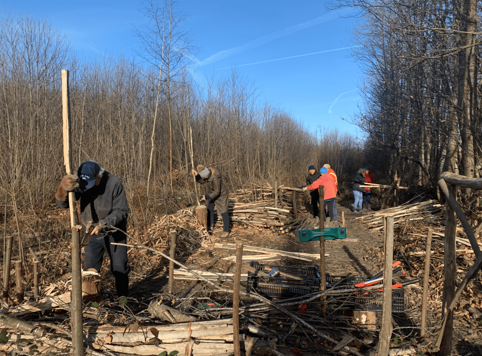 Coppicing 1(1618 × 1195 px)