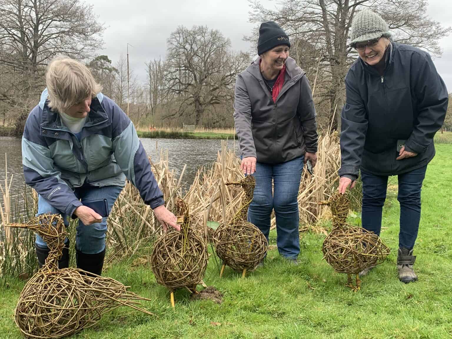 Willow Ducks
