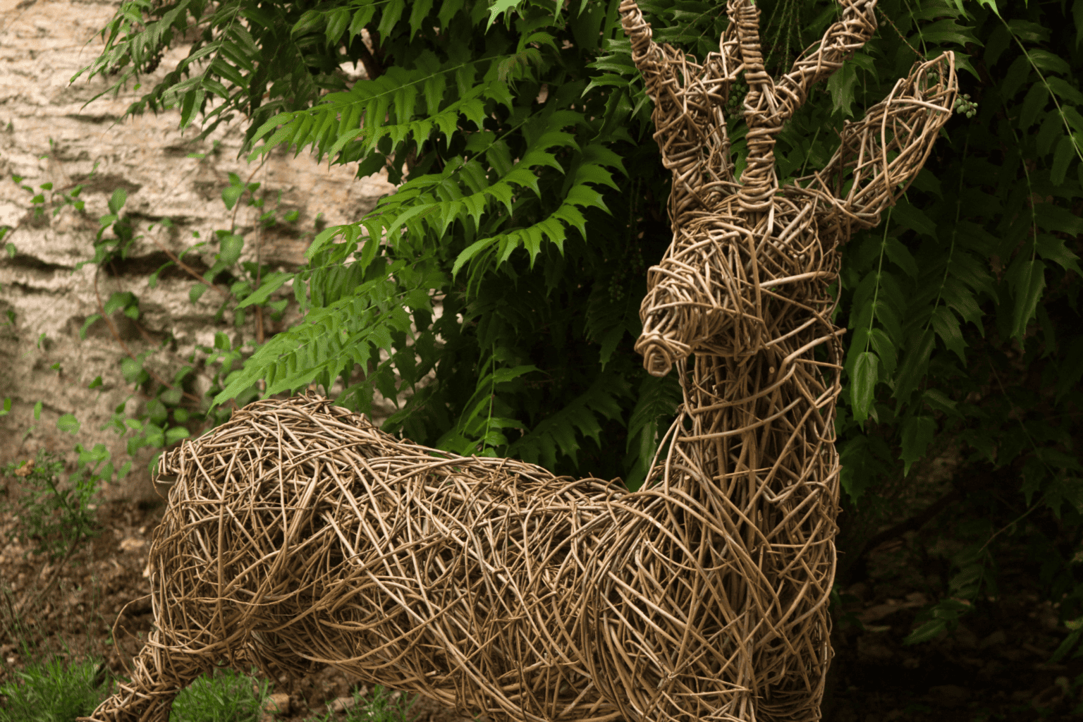 WILLOW DEER_STAG (2160 × 1440 px)